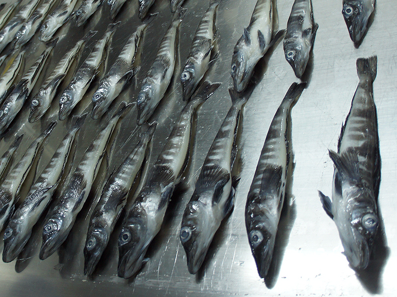 ICEFISH WHOLE ROUND FROZEN IQF