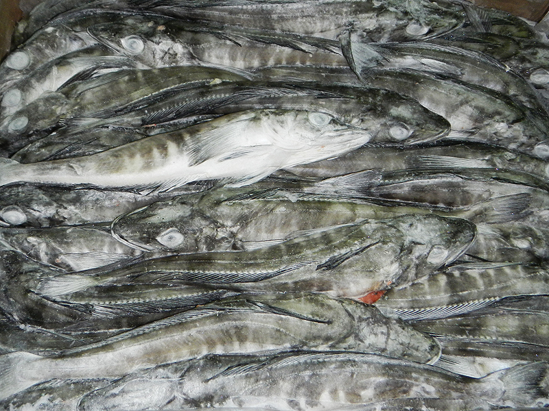 ICEFISH FROZEN AT SEA BLOCK